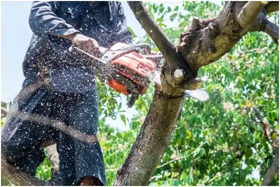 tree services Midlothian